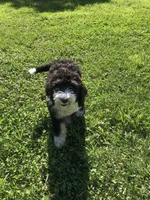 Coming Soon!! Standard Bernedoodles, a  Bernedoodle for sale in Middleburg, VA – 8 of 10