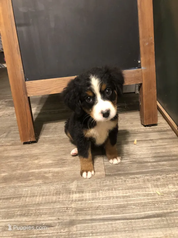 Blair – Bernese Mountain Dog puppy for sale in Middleburg, VA