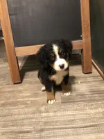 Blair, a female Bernese Mountain Dog for sale in Middleburg, VA – 1 of 7