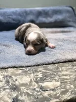 Amber, a female Toy Australian Shepherd for sale in Middleburg, VA – 5 of 7