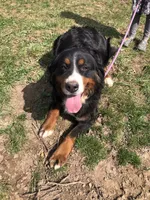 Bella, a female Bernese Mountain Dog for sale in Middleburg, VA – 7 of 7