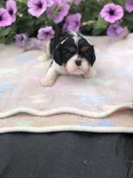 Dallas, a male Cavalier King Charles Spaniel for sale in Middleburg, VA – 6 of 10