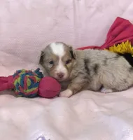 Amber, a female Toy Australian Shepherd for sale in Middleburg, VA – 2 of 7