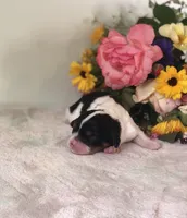 Della, a male Cavalier King Charles Spaniel for sale in Middleburg, VA – 2 of 6