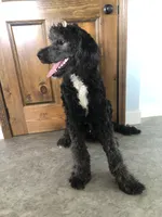 Stetson, a male Bernedoodle for sale in Middleburg, VA – 5 of 6