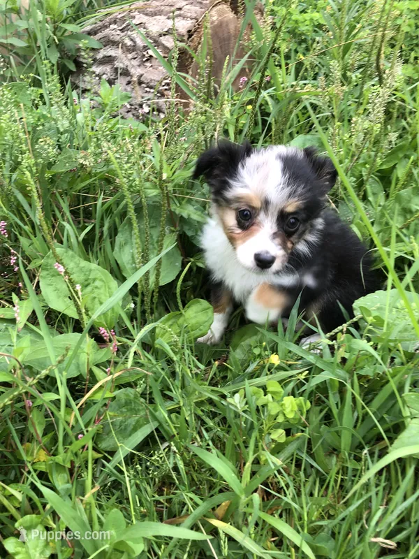 Alaska – Toy Australian Shepherd puppy for sale in Middleburg, VA