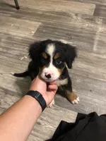 Bella, a female Bernese Mountain Dog for sale in Middleburg, VA – 3 of 7