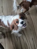 Della, a male Cavalier King Charles Spaniel for sale in Middleburg, VA – 6 of 6