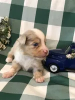 Akira, a male Toy Australian Shepherd for sale in Middleburg, VA – 3 of 6