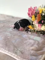 Denver, a male Cavalier King Charles Spaniel for sale in Middleburg, VA – 2 of 6
