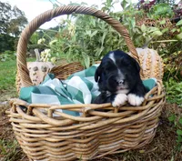 Amber, a female Bernedoodle for sale in Middleburg, VA – 1 of 4