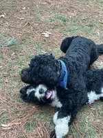 Coming Soon!! Standard Bernedoodles, a  Bernedoodle for sale in Middleburg, VA – 5 of 10