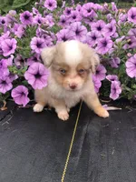 Akira, a male Toy Australian Shepherd for sale in Middleburg, VA – 4 of 9