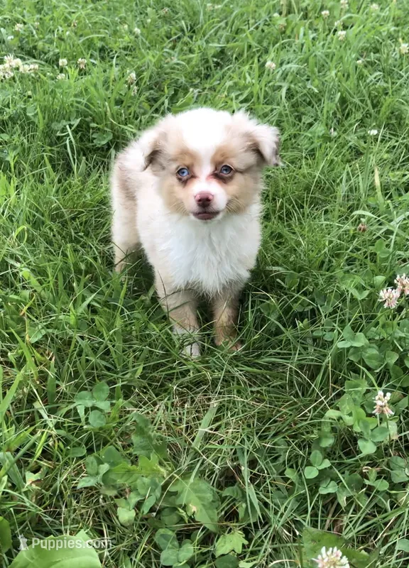 Akira – Toy Australian Shepherd puppy for sale in Middleburg, VA