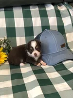 Ace, a male Toy Australian Shepherd for sale in Middleburg, VA – 6 of 6