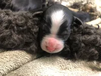 Coming Soon!! Standard Bernedoodles, a  Bernedoodle for sale in Middleburg, VA – 7 of 10