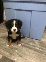 Blair, a female Bernese Mountain Dog for sale in Middleburg, VA – 2 of 7