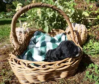 Abby, a female Bernedoodle for sale in Middleburg, VA – 2 of 4