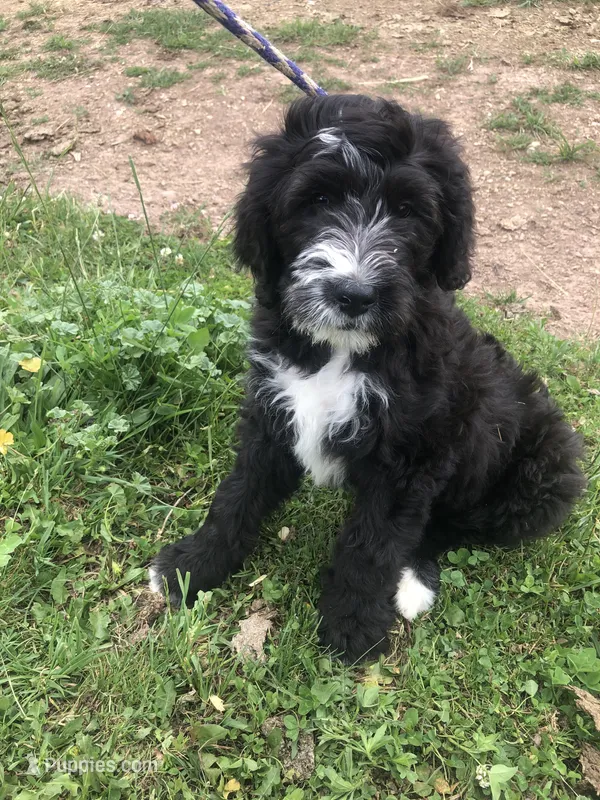 Scout (black and white) – Bernedoodle puppy for sale in Middleburg, VA
