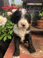 Coming Soon!! Standard Bernedoodles, a  Bernedoodle for sale in Middleburg, VA – 9 of 10