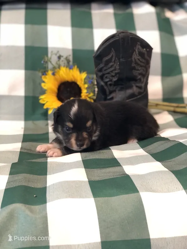 Arrow – Toy Australian Shepherd puppy for sale in Middleburg, VA