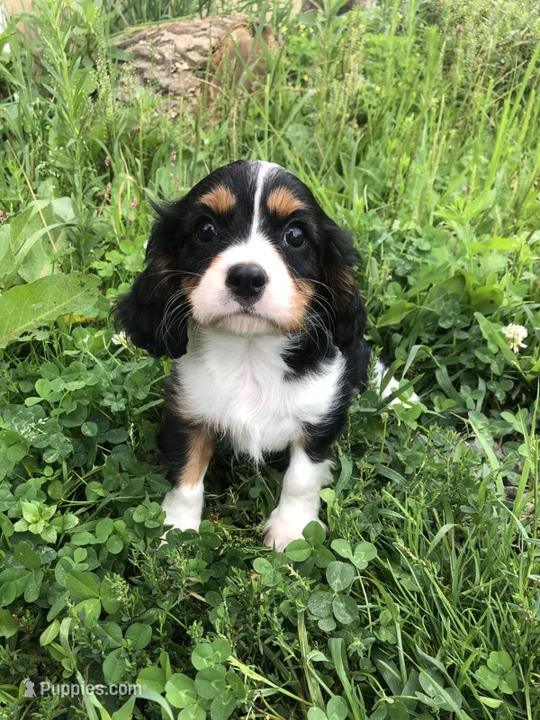 Detroit – Cavalier King Charles Spaniel puppy for sale in Middleburg, VA