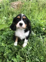 Detroit, a male Cavalier King Charles Spaniel for sale in Middleburg, VA – 1 of 10