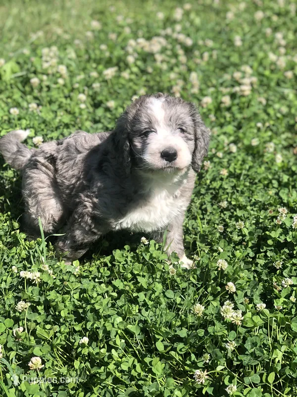 Belle – Bernedoodle puppy for sale in Middleburg, VA