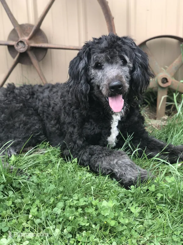 Stetson , a male Bernedoodle for sale in Middleburg, VA – Photo 1 of 6