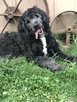 Stetson , a male Bernedoodle for sale in Middleburg, VA – Photo 4 of 6