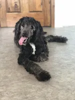 Stetson , a male Bernedoodle for sale in Middleburg, VA – Photo 2 of 6