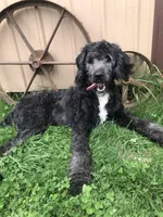 Stetson , a male Bernedoodle for sale in Middleburg, VA – Photo 5 of 6