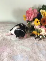 Dallas, a male Cavalier King Charles Spaniel for sale in Middleburg, VA – 5 of 8