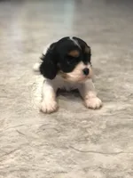 Della, a female Cavalier King Charles Spaniel for sale in Middleburg, VA – 5 of 10