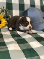 Ace, a male Toy Australian Shepherd for sale in Middleburg, VA – 2 of 6