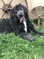 Coming Soon!! Standard Bernedoodles, a  Bernedoodle for sale in Middleburg, VA – 6 of 10