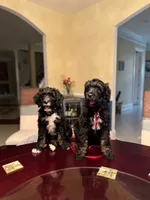 Coming Soon!! Standard Bernedoodles, a  Bernedoodle for sale in Middleburg, VA – 4 of 10