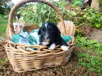 Amber, a female Bernedoodle for sale in Middleburg, VA – 2 of 4