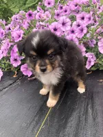 Arrow, a male Toy Australian Shepherd for sale in Middleburg, VA – 3 of 10