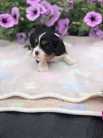 Denver, a male Cavalier King Charles Spaniel for sale in Middleburg, VA – 5 of 10