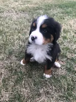 Theo, a male Bernese Mountain Dog for sale in Middleburg, VA – Photo 6 of 9