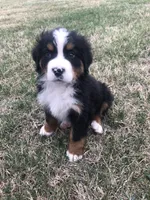 Theo, a male Bernese Mountain Dog for sale in Middleburg, VA – Photo 7 of 9