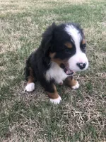 Theo, a male Bernese Mountain Dog for sale in Middleburg, VA – Photo 9 of 9