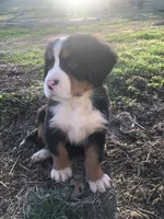 Theo, a male Bernese Mountain Dog for sale in Middleburg, VA – Photo 3 of 9