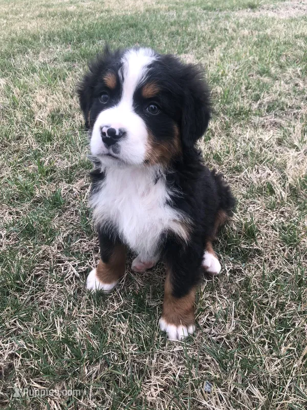 Theo – Bernese Mountain Dog puppy for sale in Middleburg, VA