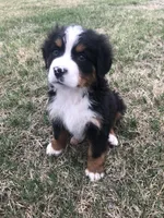 Theo, a male Bernese Mountain Dog for sale in Middleburg, VA – Photo 1 of 9