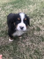 Theo, a male Bernese Mountain Dog for sale in Middleburg, VA – Photo 4 of 9