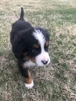 Theo, a male Bernese Mountain Dog for sale in Middleburg, VA – Photo 2 of 9