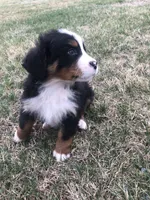 Theo, a male Bernese Mountain Dog for sale in Middleburg, VA – Photo 5 of 9