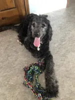 Stetson, a male Bernedoodle for sale in Middleburg, VA – 4 of 6